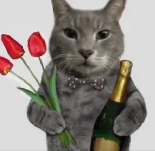 🌹 고양이, 꽃, 샴페인, 축하, 동물, 애완동물, 귀여운 telegram sticker