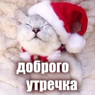 🙃 Доброго утречка cat, christmas, santa hat, good morning, russian, cute, holiday telegram sticker