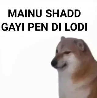 ✨ MAINU SHADD
GAYI PEN DI LODI doge, meme, offensive, insult, animal telegram sticker