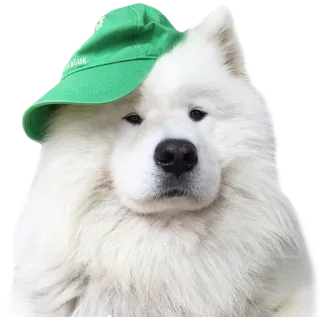 😬 LEAGUE Hund, Samojede, Hut, Grün, Tier, Haustier whatsapp sticker