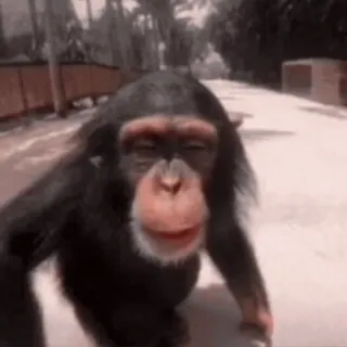 💋 chimpansee, dier, primaat, aap, wilde dieren, mensaap, natuur telegram sticker