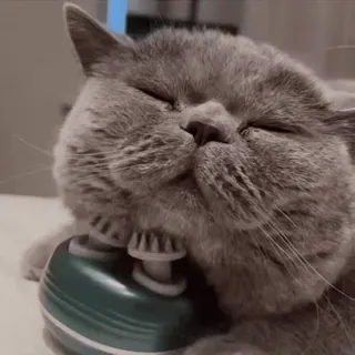 😌 gato, massagem, relaxante, animal de estimação, animal whatsapp sticker