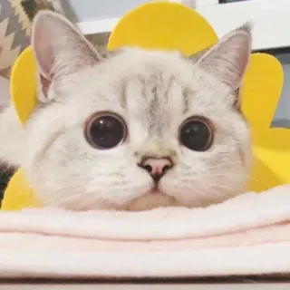 Neko! telegram stickers