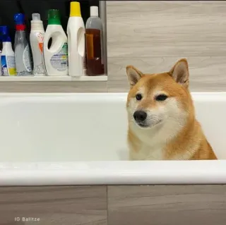 ❤️ dog, shiba inu, bathtub, pet, animal, cute, domestic animal telegram sticker