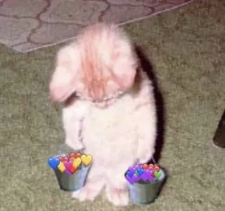 🎀 kitten, cat, emotions, buckets, hearts whatsapp sticker