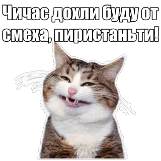 😂 Чичас дохли буду от смеха, пиристанъти! cat, funny, humor, meme telegram sticker