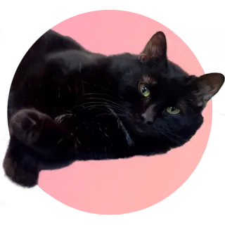 😏 chat, chat noir, animal, animal de compagnie, animal domestique, félin telegram sticker