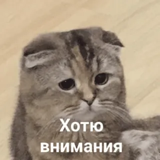 🥺 Хотю внимания telegram sticker