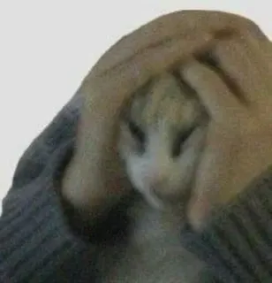 🤷 chat, mains, animal, animal de compagnie, mignon, duveteux telegram sticker