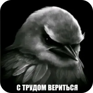 🐦‍⬛️ С ТРУДОМ ВЕРИТЬСЯ bird, angry, bird face, skeptical, disbelief, dark, memetic telegram sticker