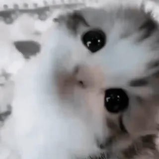 ♟ кот, котенок, милый, домашнее животное, животное telegram sticker