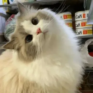 🐈 Katze, süß, Tier, Haustier, Ragdoll, Hauskatze, flauschig, Kätzchen telegram sticker