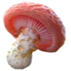 🍄