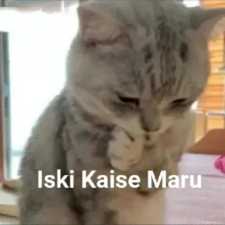 🤔 Iski Kaise Maru cat, sad, meme, animal telegram sticker