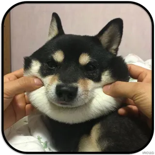 🙂 dog, shiba inu, cute, animal, pet telegram sticker