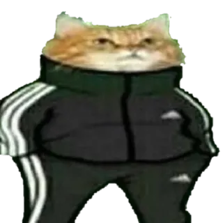 🐈 кот, спортивный костюм, смешной, мем, животное, adidas telegram sticker