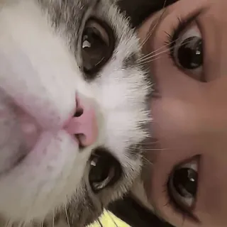 👀 Katze, Selfie, Gesicht, Porträt, Haustier, süß, Tier telegram sticker