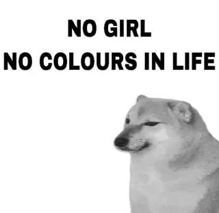 🏵 NO GIRL
NO COLOURS IN LIFE doge, mem, pies, smutny, czarno białe whatsapp sticker