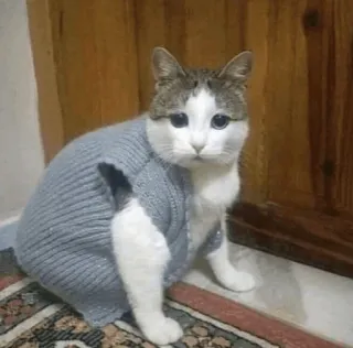 🐱 kucing, binatang, hewan peliharaan, sweter, imut, kucing domestik, felin whatsapp sticker