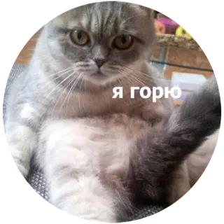 😏 Я горю kat, verdrietig, russisch, verdriet, schattig whatsapp sticker