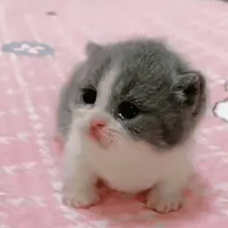 💯 gatinho, gato, fofo, animal, animal de estimação, doméstico telegram sticker