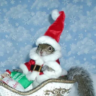 🐿 Merry Christmas squirrel, christmas, santa, animal, holiday telegram sticker