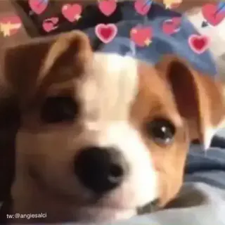 😀 hond, schattig, dier, liefde, harten, puppy telegram sticker
