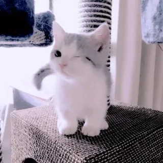 🥺 mèo, mèo con, nháy mắt, động vật, thú cưng, dễ thương, đáng yêu telegram sticker
