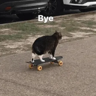🕯 Bye cat, skateboard, animal, skateboarding, meme, bye whatsapp sticker
