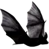 🦇
