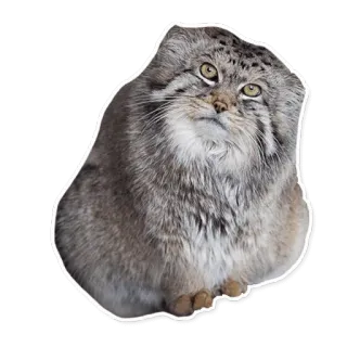 😐 gatto, animale, sticker, carino, mammifero, soffice telegram sticker