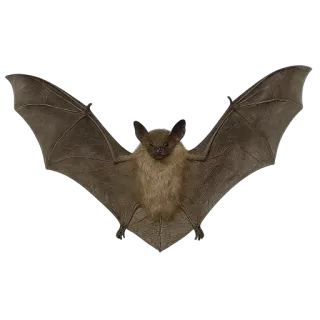 🦇 pipistrello, animale, mammifero, fauna selvatica, volante, notturno telegram sticker