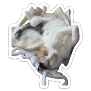 😶‍🌫️ cat, animal, pet, domestic, feline telegram sticker