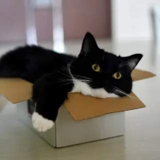 😳 cat, box, animal, pet, black and white, domestic cat whatsapp sticker