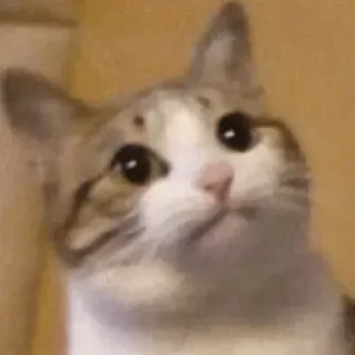 🙄 gato, animal, mascota, lindo, gatito, cachorro de gato telegram sticker