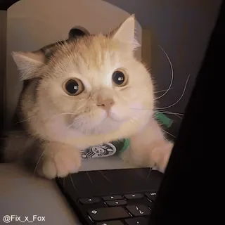 🥲 cat, animal, pet, laptop, cute, adorable whatsapp sticker