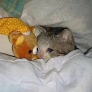 😔 猫, 子猫, おもちゃ, かわいい, 動物, ペット, ぬいぐるみ, 毛布 telegram sticker