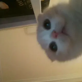 🎀 cat, kitten, cute, animal, pet whatsapp sticker