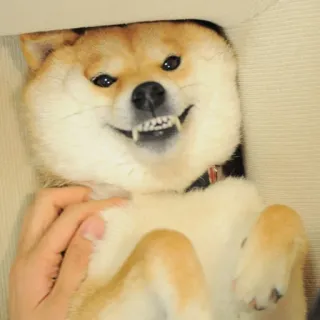 😬 chien, shiba inu, animal de compagnie, animal, souriant, drôle, mignon whatsapp sticker