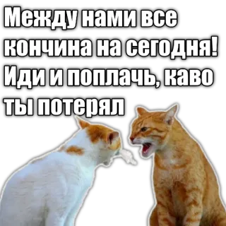 😭 Между нами все кончина на сегодня! Иди и поплачь, каво ты потерял cats, angry, russian, meme telegram sticker