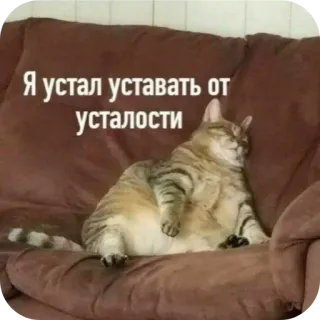 🐱 Я устал уставать от усталости chat, fatigué, épuisé, canapé, dormir, russe, drôle, mème telegram sticker