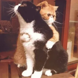 ❤️ cats, animals, friendship, hug, cute, pet, domestic animals, affection telegram sticker