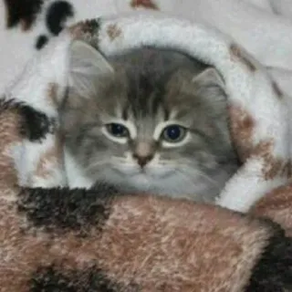 🐱 cat, kitten, blanket, cute, animal, pet telegram sticker