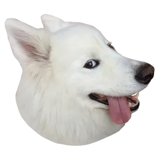 😝 犬, 白い犬, 動物, ペット, 哺乳類, 家畜 telegram sticker