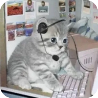 🐱 chat, chaton, ordinateur, gamer, bureau, casque telegram sticker