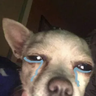 😭 hond, huilen, meme, verdrietig, dier, chihuahua, tranen telegram sticker