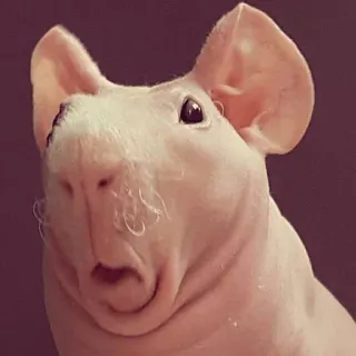 Мемные животные @stickernayaa whatsapp stickers