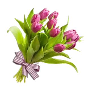 🌹 flower, tulip, bouquet, purple, spring, gift whatsapp sticker
