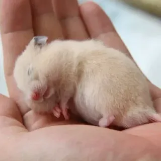 😴 hamster, mignon, animal, petit, animal de compagnie, dormir, rongeur telegram sticker