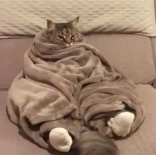 🪐 cat, blanket, cute, pet, animal, cozy, comfortable telegram sticker